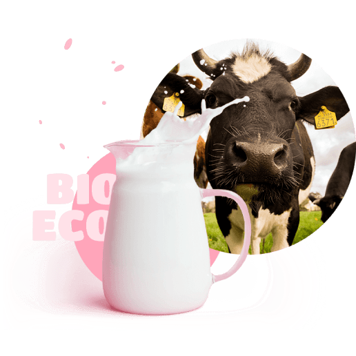 cow and jug of milk